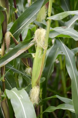 ülke çiftlik Tayland ağacında Mısır