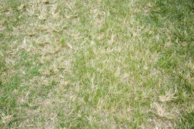 Doğa bahçesindeki taze yeşil çimenleri kapatın.