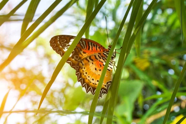 Cerrar Hermosa Mariposa Hoja Verde —  Fotos de Stock