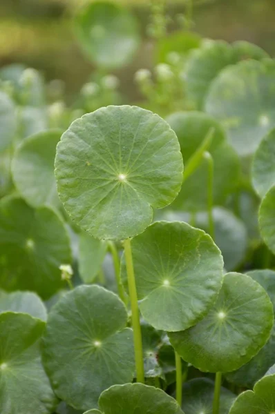 Pianta Fresca Verde Idrocotile Umbellata Nel Giardino Naturale — Foto Stock