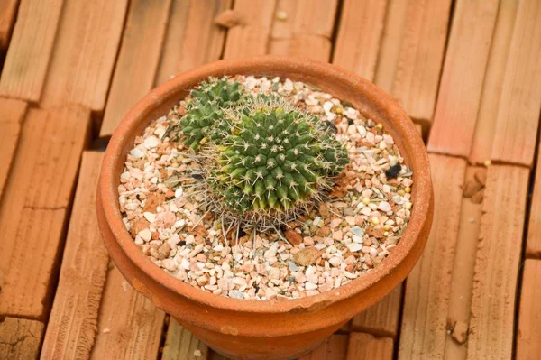 Árbol Cactus Verde Suelo Ladrillo — Foto de Stock