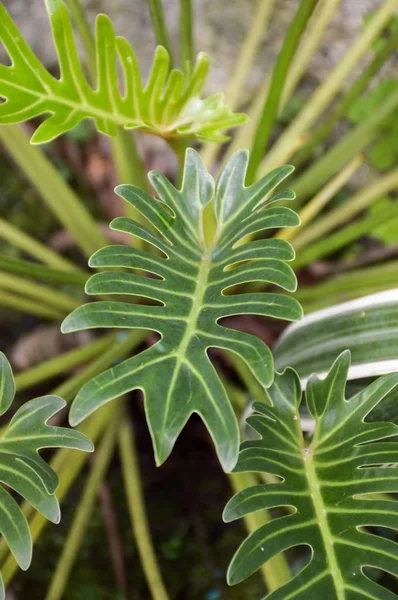 Frische Grüne Philodendronpflanze Naturgarten — Stockfoto