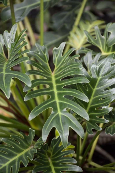 Frische Grüne Philodendronpflanze Naturgarten — Stockfoto