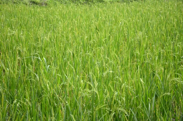 Árvore Arroz Verde Fresco País Tailândia — Fotografia de Stock