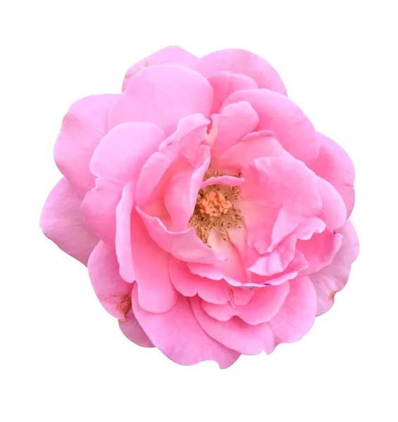 Pink Damask Rose Flower White Background — Stock Photo, Image