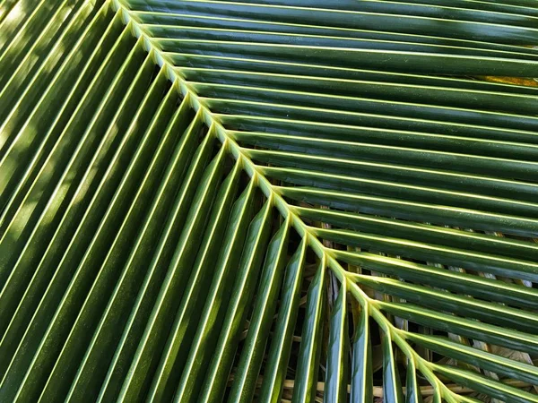Textura Folha Coco Verde Fresco — Fotografia de Stock