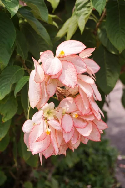 Rózsaszín Dona Királynő Sirikit Virág Természetben Kert — Stock Fotó