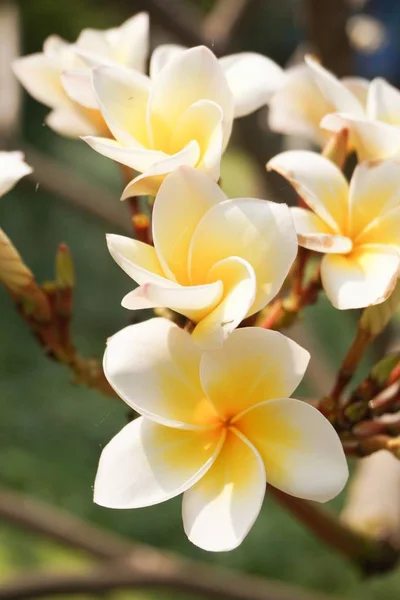 Plumería Blanca Flor Jardín Naturaleza —  Fotos de Stock