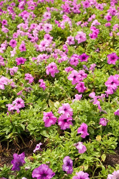Fiore Petunia Ibrida Viola Nel Giardino Naturale — Foto Stock