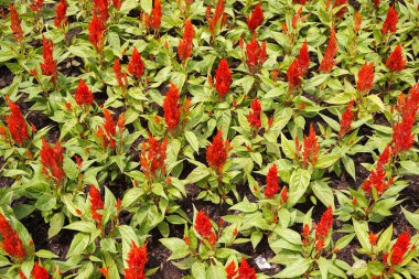 Doğa bahçesinde kırmızı Celosia argentea çiçeği