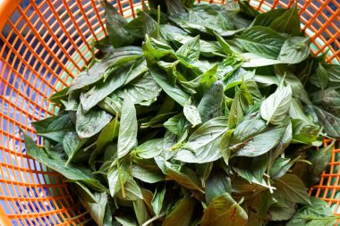 Ocimum basilicum üzerinde plastik sepet bırakır