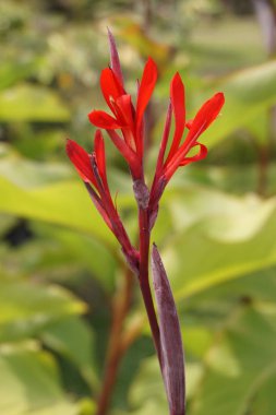 Kırmızı İndika Çiçeği Doğa Bahçesinde