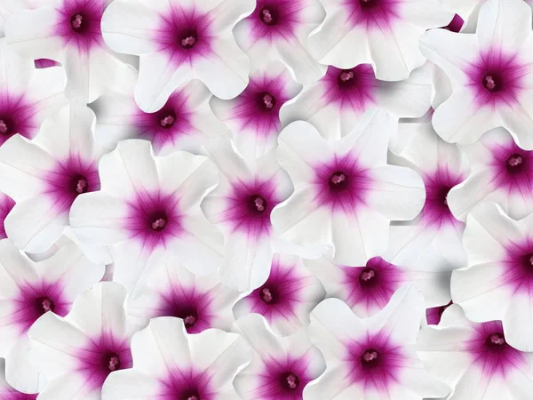 Ipomoea Aquatica Blume Muster Hintergrund — Stockfoto