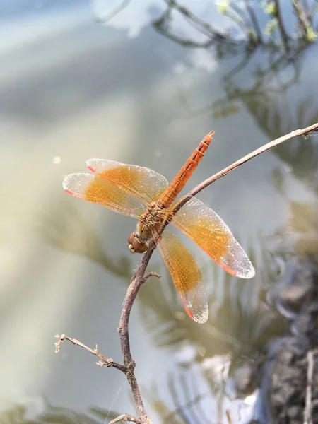 Close Small Dragonfly Dry Plant — Stock Photo, Image