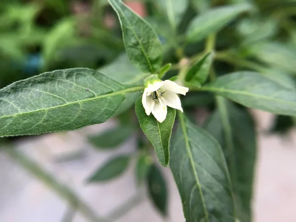 Chili Kwiat Ogrodzie Przyrody — Zdjęcie stockowe