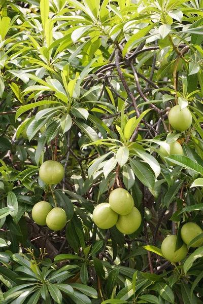 Närbild Färska Gröna Cerbera Odollam Frukt Naturen Trädgård — Stockfoto