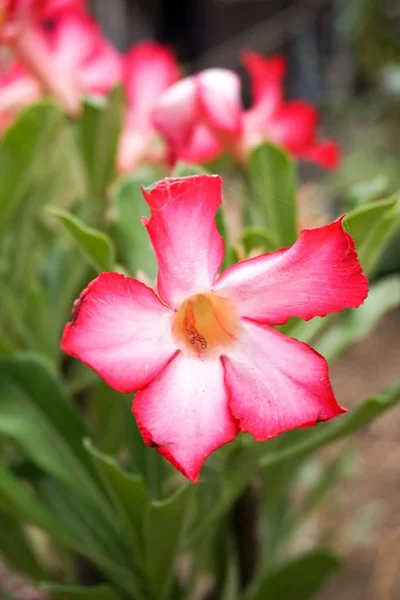 Rosa Adenium Obesum Flor Jardim Natureza — Fotografia de Stock