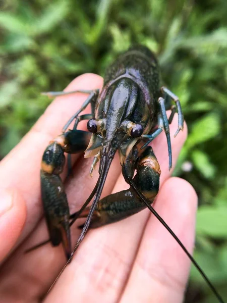 Udang Cakar Merah Tangan Manusia Makro — Stok Foto