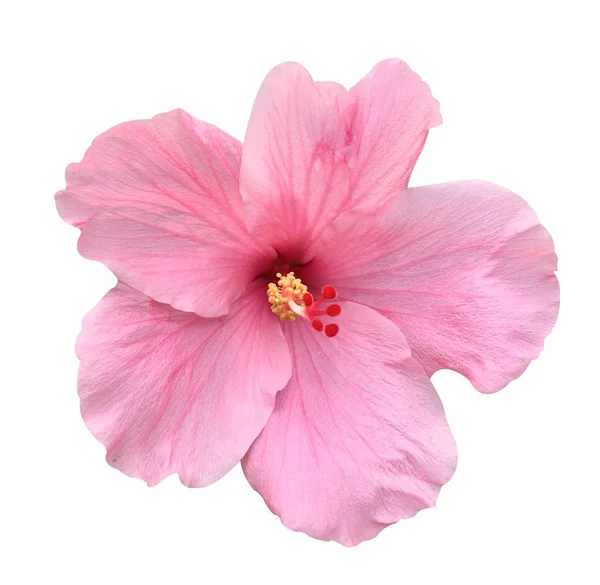 Beyaz arka plan üzerinde pembe Hibiscus syriacus çiçek