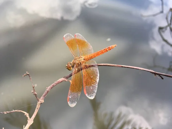 Close Small Dragonfly Dry Plant — Stock Photo, Image