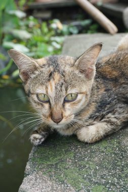 sevimli tekir kedi ülke Tayland