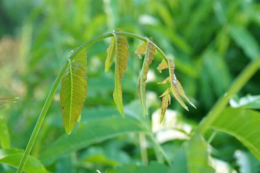 Doğa bahçesinde taze yeşil Azadirachta çivit yaprağı