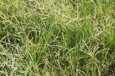 Doğa bahçesinde taze yeşil çimenler