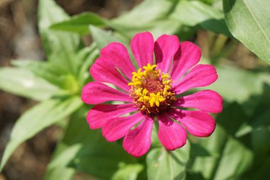 Pembe zinnia zarif çiçekleri doğa bahçesinde