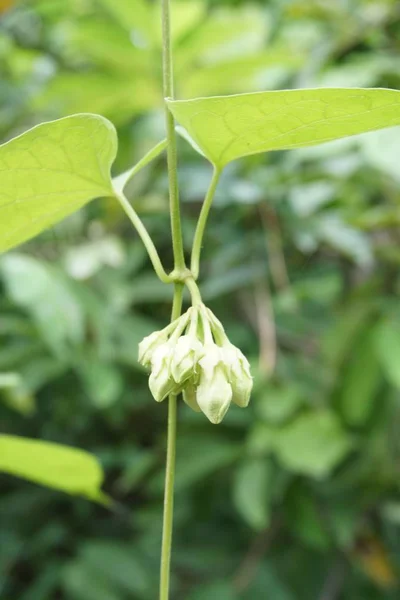 Telosma Cordata Bloem Natuur Tuin — Stockfoto