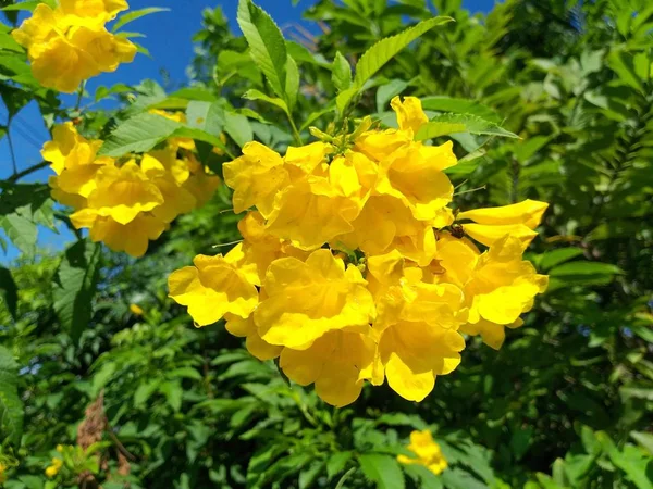 Gelbe Tecoma Stans Blume Naturgarten — Stockfoto