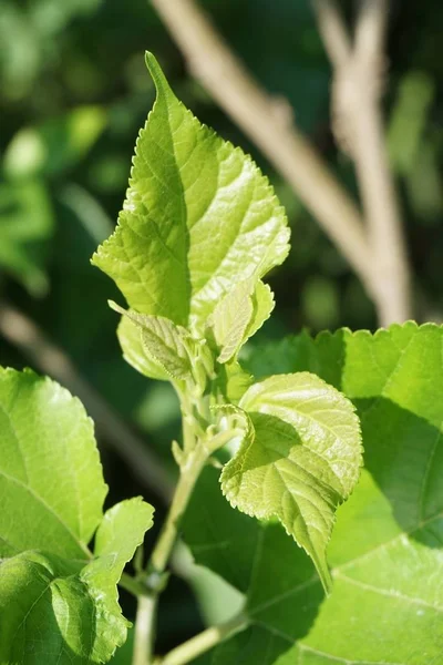 Fresh Green Morus Alba Leaves Nature Garden — Stock Photo, Image