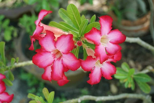 Rosa Flor Adenium Jalá Jardín Naturaleza — Foto de Stock