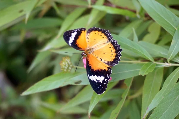 Bela Borboleta Folhas Verdes Jardim Natureza — Fotografia de Stock