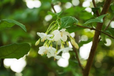 Beyaz wrightia dinini kapatın. Doğa bahçesindeki çiçek.