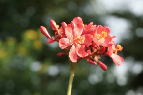 Jatropha Integerrima Λουλούδι Στον Κήπο Της Φύσης — Φωτογραφία Αρχείου