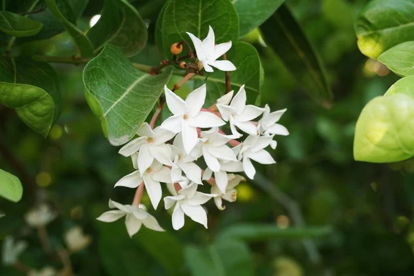 Fleur Karonda Blanche Dans Jardin Carissa Carandas — Photo