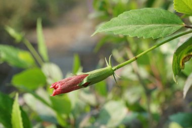 Doğa bahçesinde Bud ayakkabı çiçeği