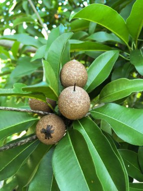 Doğa bahçesinde taze manilkara zapota meyvesi