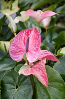 Pembe antoryum çiçek doğa Bahçe