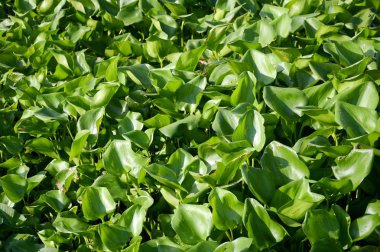 Doğa bahçesinde taze yeşil su sümbülü bitkisi