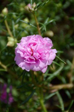 Doğa bahçesinde pembe portulaca oleracea çiçeği