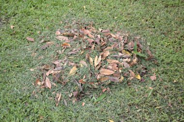 taze kesilmiş çimen Park yığını