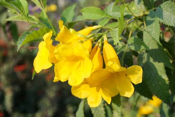 Żółty Tecoma Stans Kwiat Ogrodzie Natury — Zdjęcie stockowe