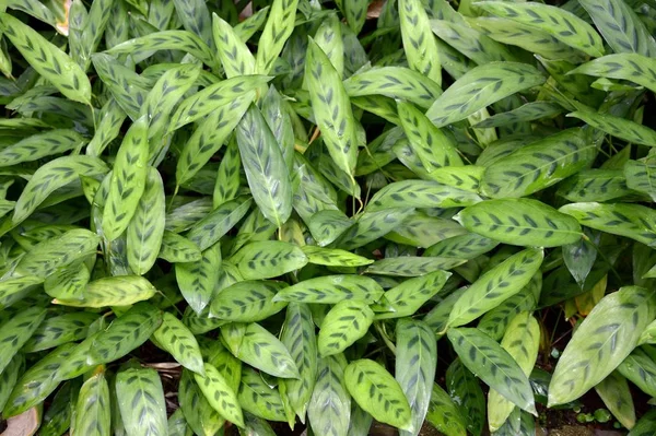 Friss Zöld Stachyphrynium Jagorianum Növény Természetben Kert — Stock Fotó