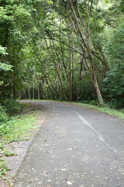 Estrada Rural Floresta Chonburi Tailândia — Fotografia de Stock