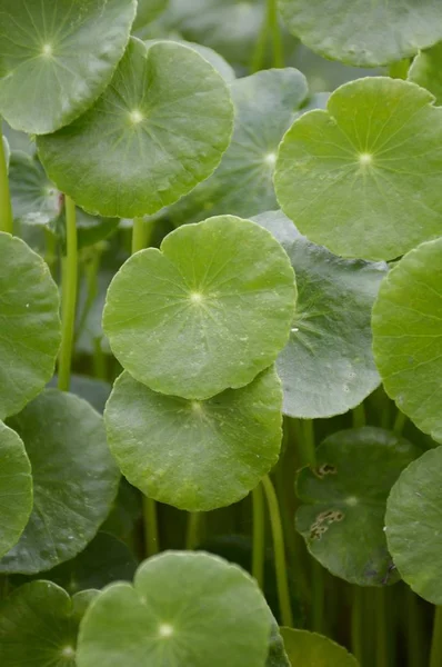 Pianta Fresca Verde Idrocotile Umbellata Nel Giardino Naturale — Foto Stock