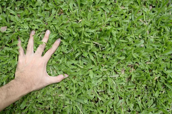 Hand Touching Green Grass Field — Stock Photo, Image