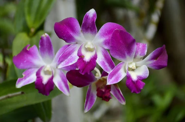 Orchidej Květiny Zahradě Přírody — Stock fotografie