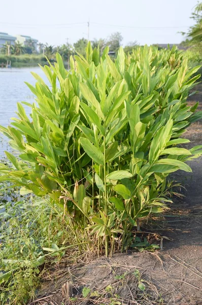 taze yeşil galanga ağaç doğa Bahçe
