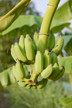 Meyve bahçesindeki yeşil muz ağacını kapat